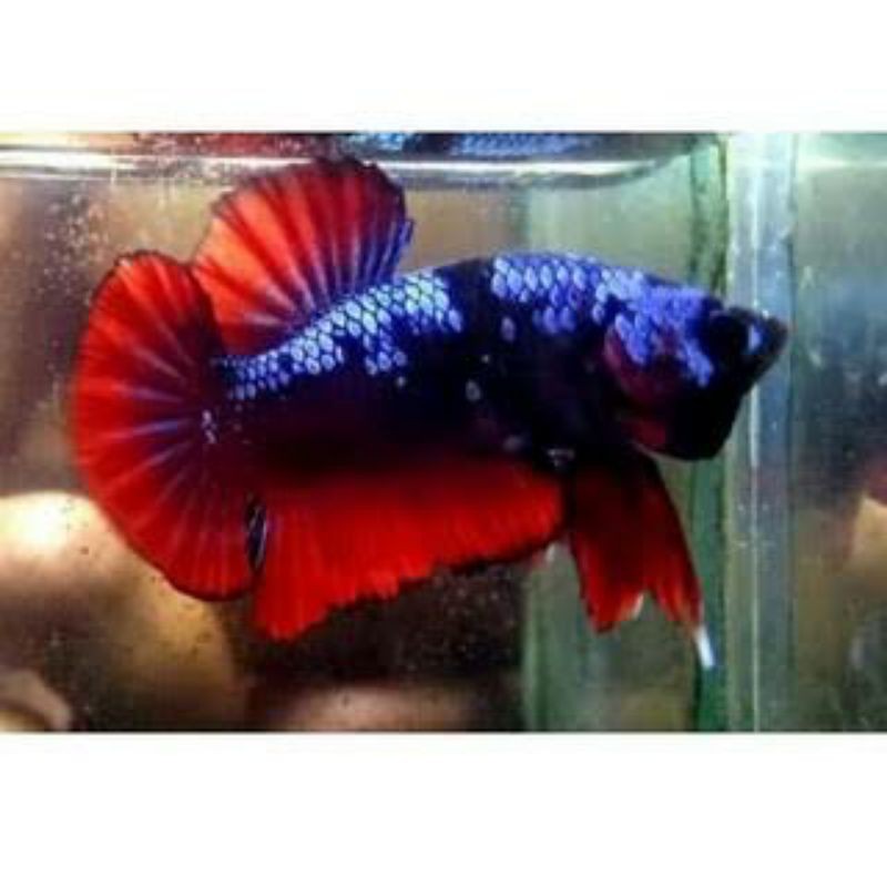 CUPANG AVATAR GORDON AVATAR BBL AVATAR VAMPIRE BONUS FEMALE REAL PICTURE