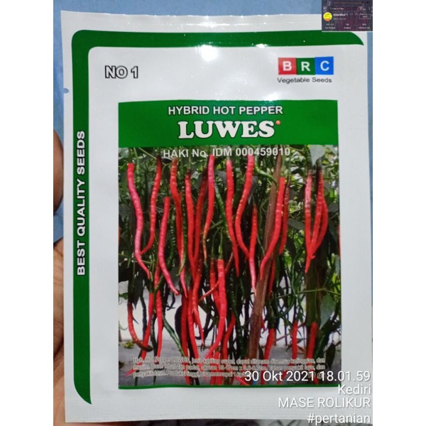 benih cabe keriting LUWES isi 10g