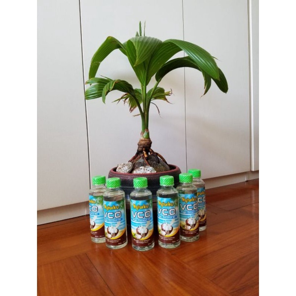 

Virgin Coconut Oil (VCO)