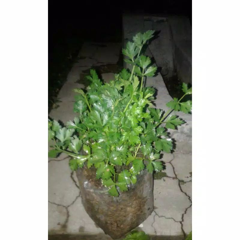 Sudah Banyak Akar Pohon Seledri, Tanaman Seledri, Seledri, Bibit Pohon Seledri