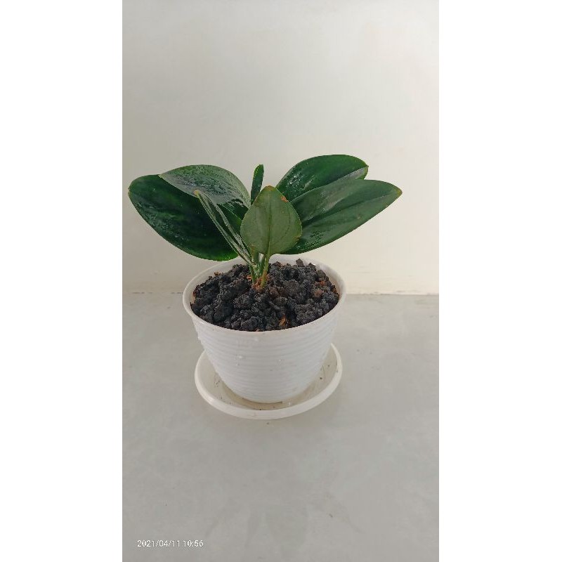 scindapsus treubii dark from