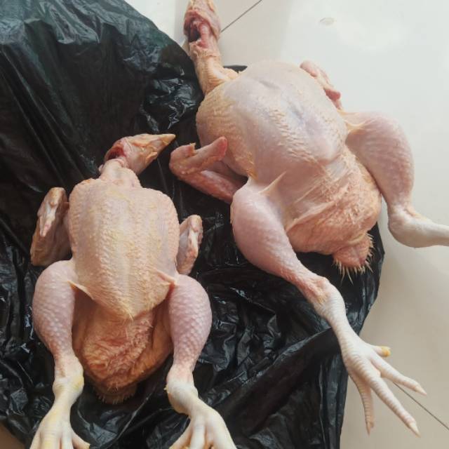 

Ayam potong fresh