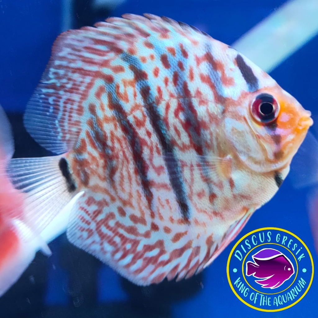 Ikan Discus Size 2 inch - Ikan Hias Air Tawar Akuarium Aquascape