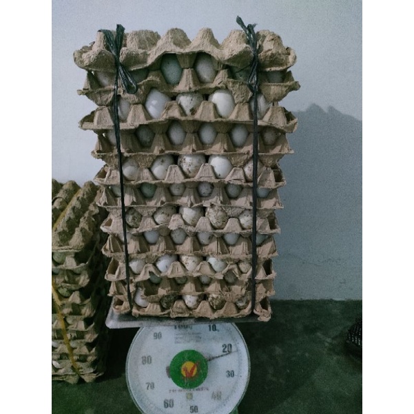 

Telur Bebek Fresh Mentah
