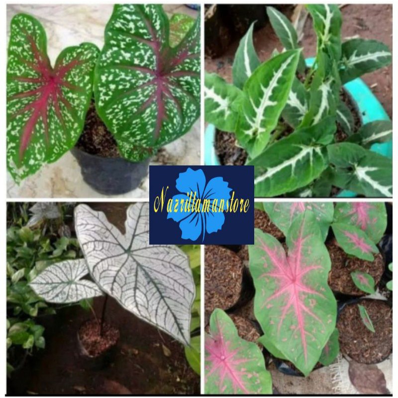 4 paket keladi murah