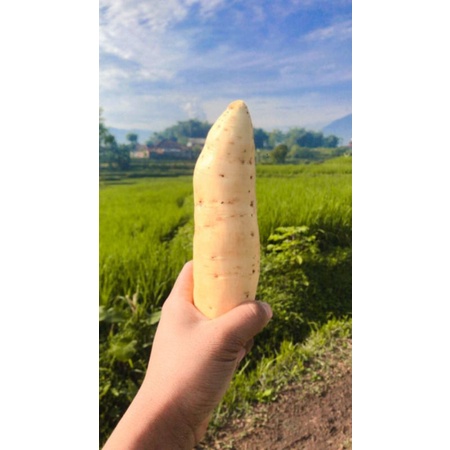 

UBI MADU ASLI CILEMBU mentah 100%asli