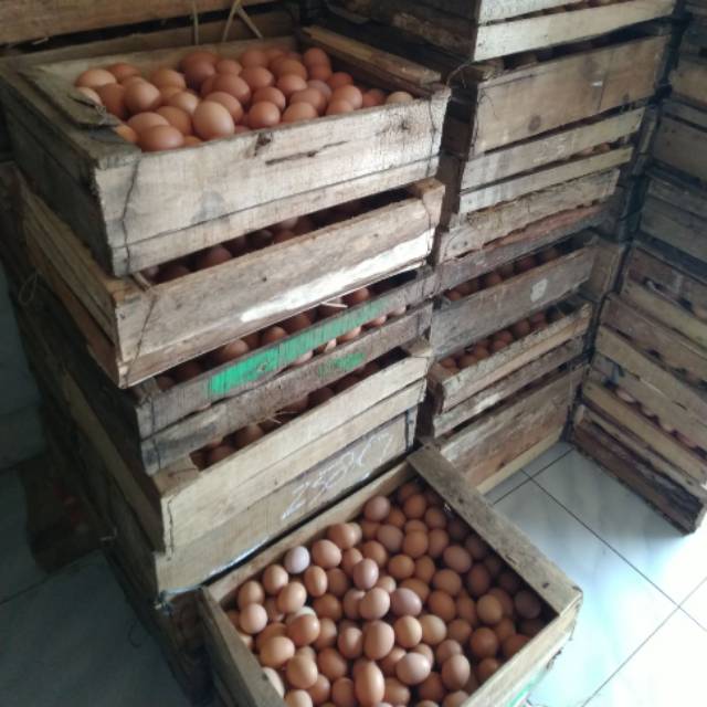 

Telur fresh