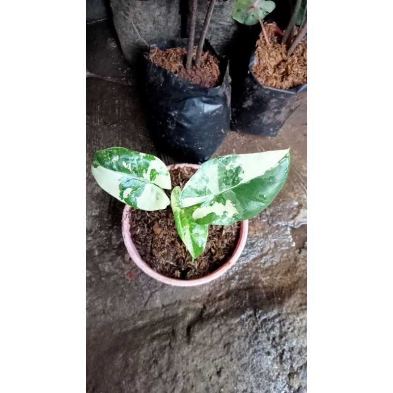 real pic LOMPONG VARIGATA ASLI