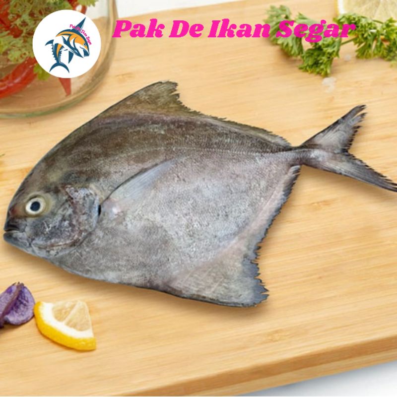 

Ikan Bawal Hitam Laut Segar. 1-5 ekor/kg.