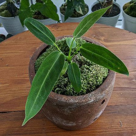 Anthurium Warocqueanum | Anthurium Lidah Gajah