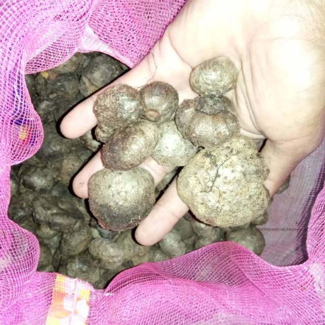 JUAL KATAK PORANG KUALITAS  TER BAIK PER 1 KG