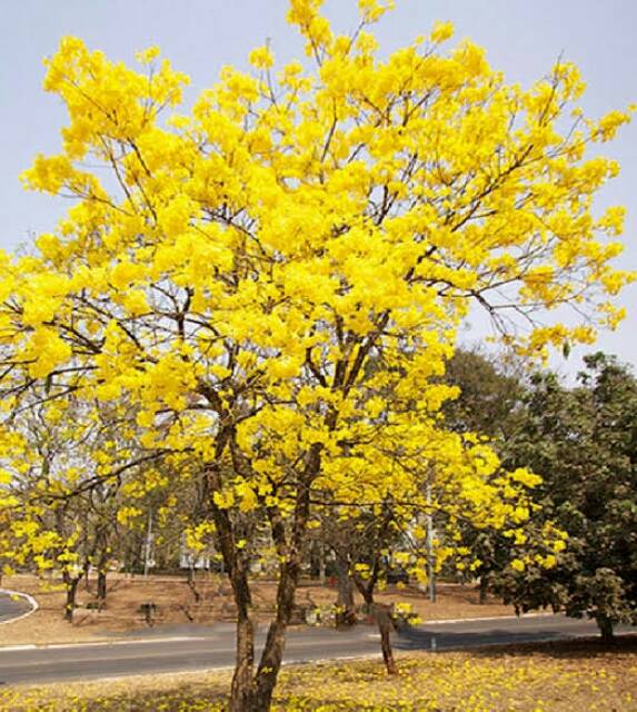 Bibit Bunga Tabebuya Kuning/Tanaman Perdu Tabebuya Kuning/Sakura Lokal Kuning