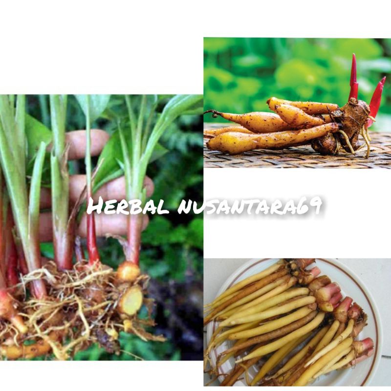 

Temu Kunci Segar 1kg Herbal Antioksidan Bisa Untuk Bibit