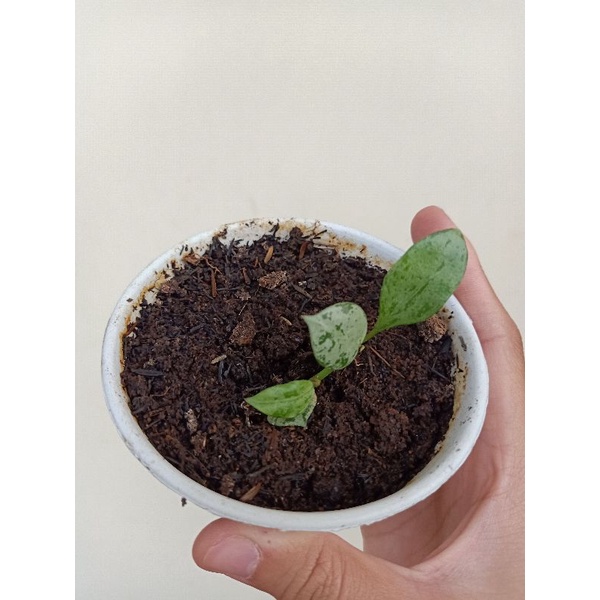 Tanaman Hoya Lacunosa Eskimo