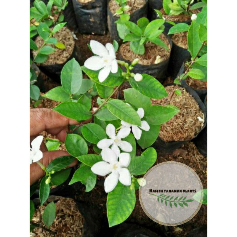 Tanaman Hias bunga Melati Jasmine - Melati Jasmine Tanaman Hidup-,Bunga Hidup Murah Bunga Hiasan rum