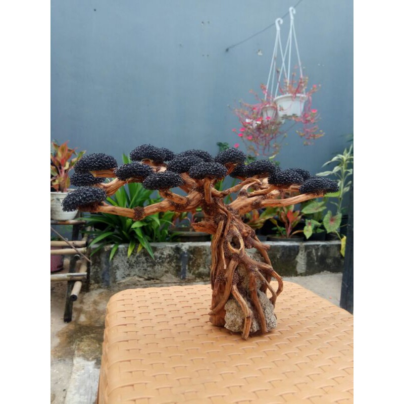 Bonsai Aquascape beringin FLAT