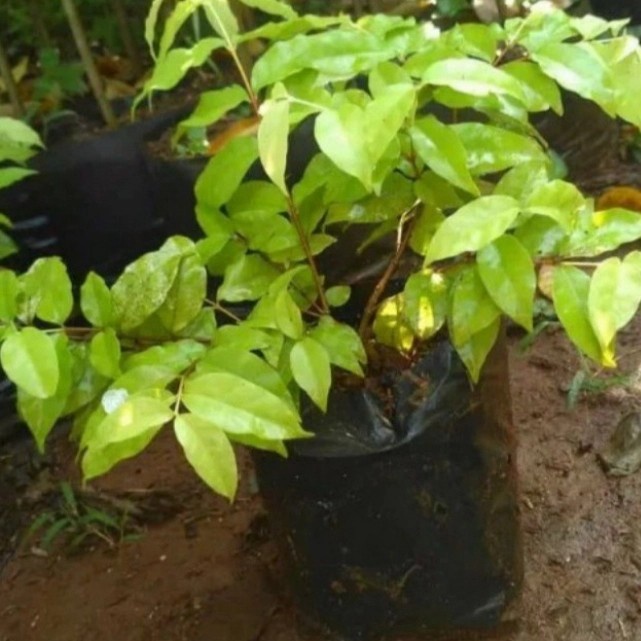 Pohon Anting Putri Tanaman Hias Bibit Bonsai Pohon Anting Putri