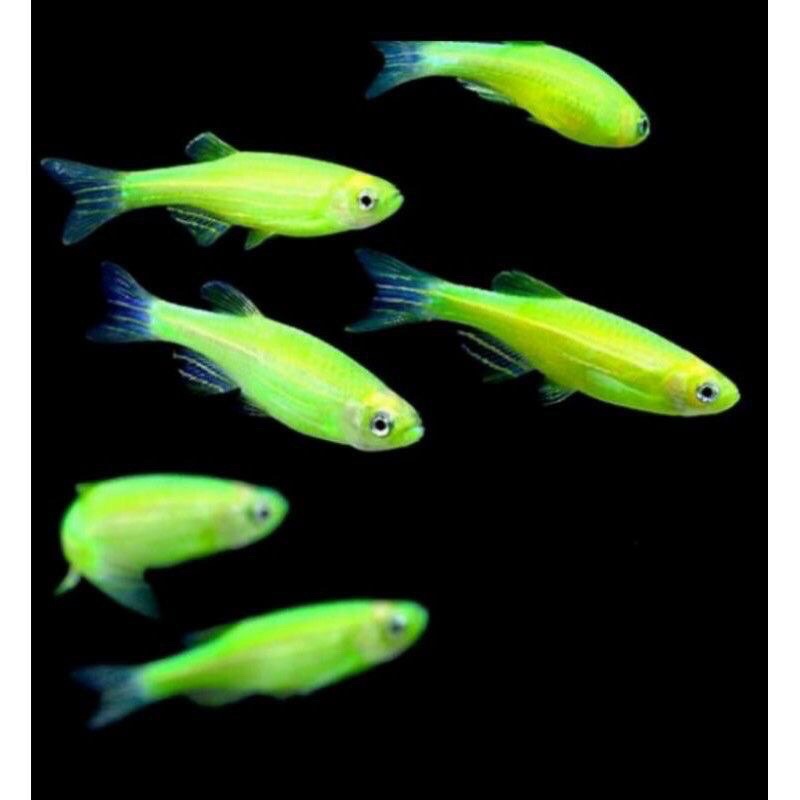 danio zebra glowfish