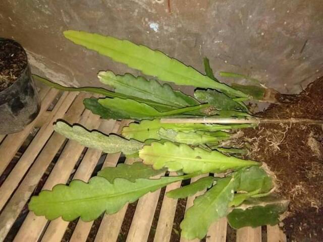 Wijaya Kusuma incredible Epiphyllum Bibit Dewasa Bunga wangi