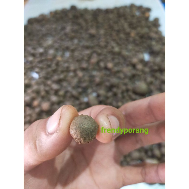Bibit unggul katak porang dorman ukuran mini bijian murah bergaransi