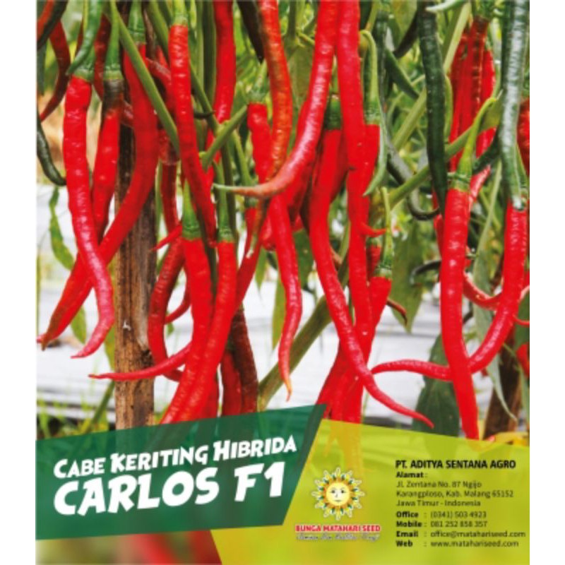 CABE KERITING HIBRIDA | CARLOS F1,akar,