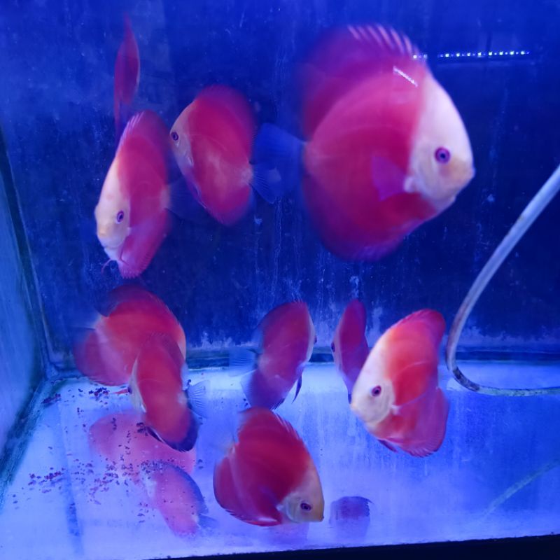 discus red melon 3 inch up body round / discus 3 inch