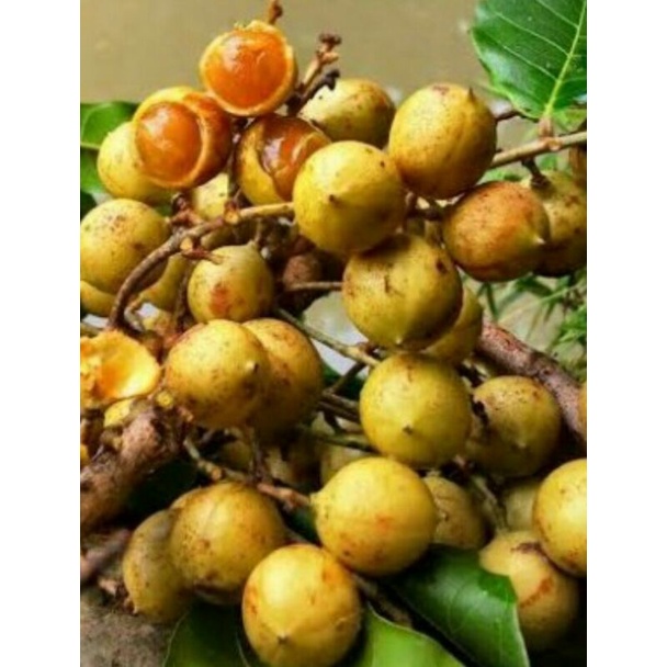 

Buah kecacil 1 kg /kesambi promo