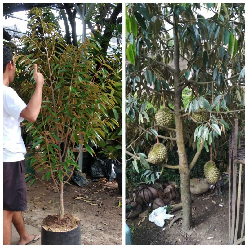 Bibit durian musang king tinggi 1 meter