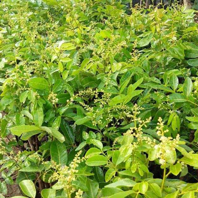 BIBIT TANAMAN 1PAKET 2POHON KELENGKENG MATALADA SAMA AROMA DURIAN SUDAH BERBUNGA
