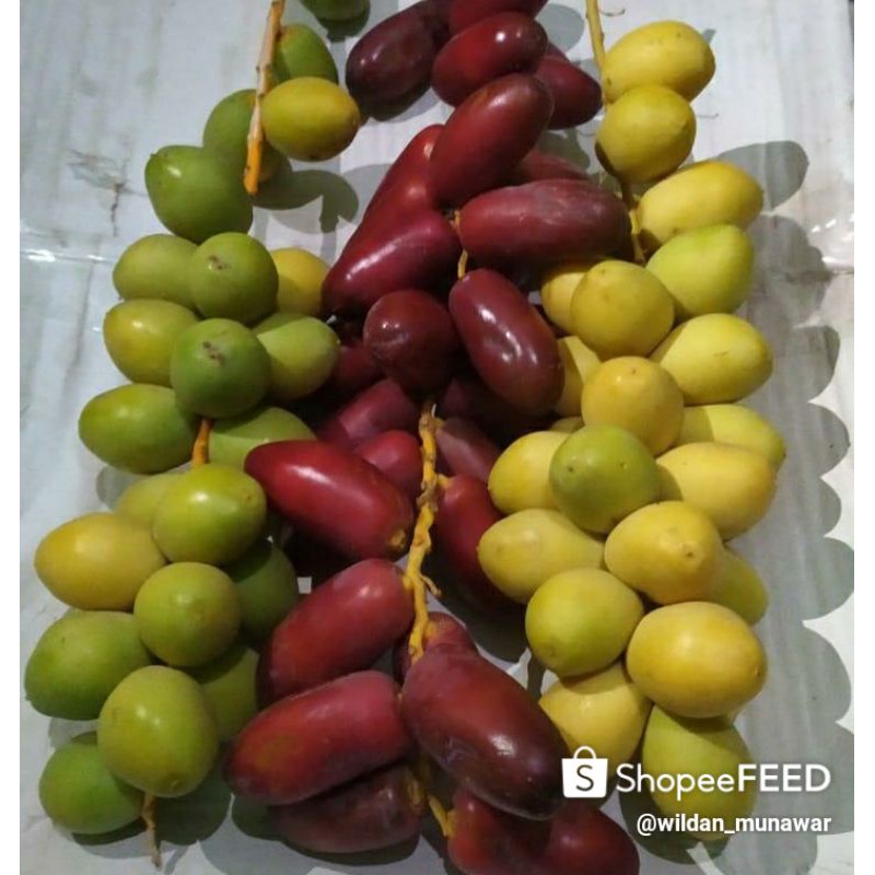 

kurma muda pelangi 250gr