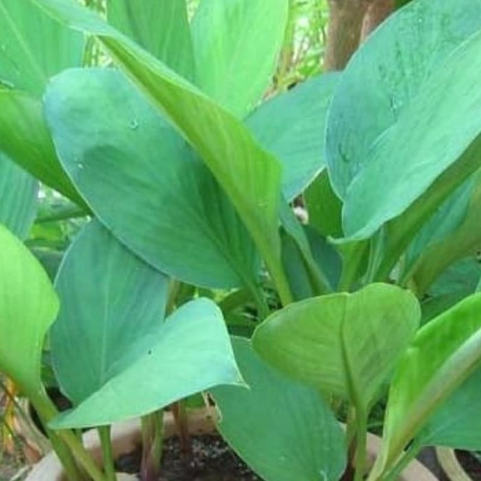 

Daun Temulawak - Temu Kunci