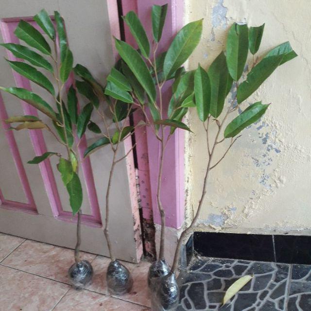 Bibit Tanaman Buah Durian Montong