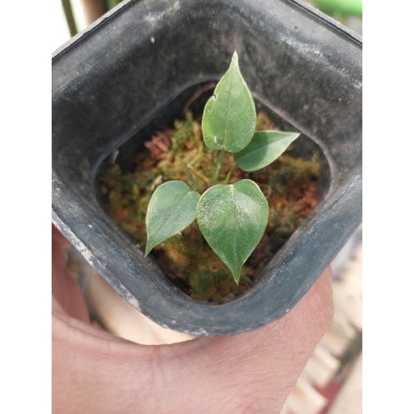 Baby Anthurium Veitchii Ori