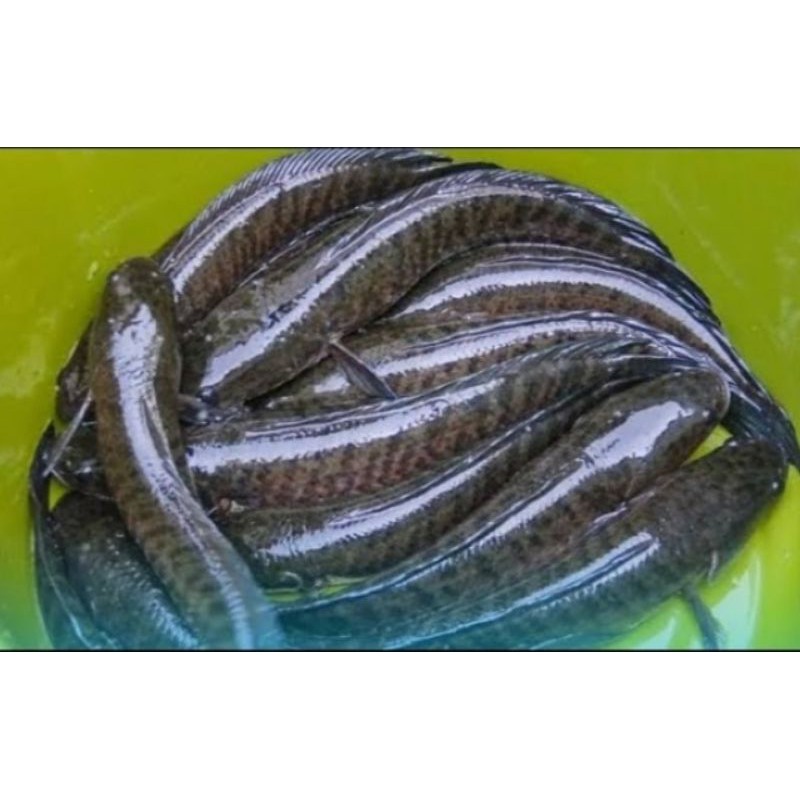 

ikan gabus segar