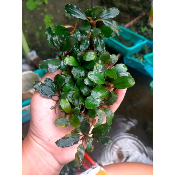 Bucephalandra sp Clump Cantik