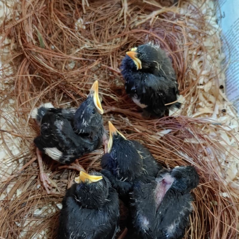 burung jalak kebo anakan lolohan ( satuan )