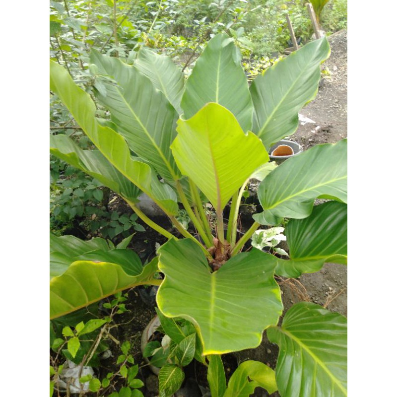 philodendron melodii / philo melonii