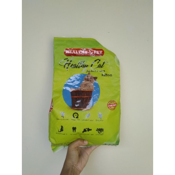 healthy cat pet kitten