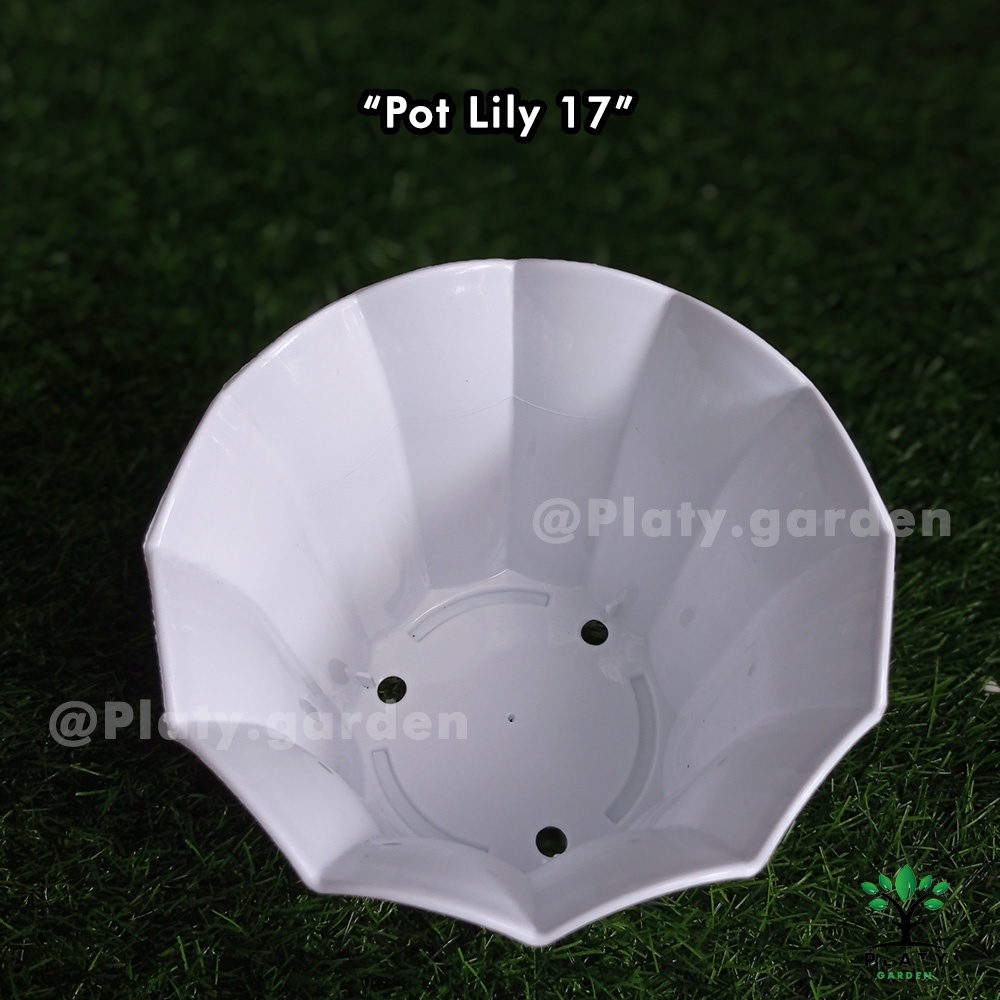 Pot Lily 17