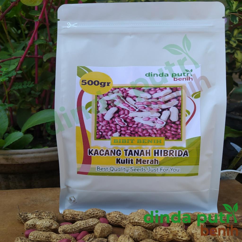 bibit /benih kacang tanah kulit merah isi 500gram (new packaging) /benih kacang tanah hibrida kulit 