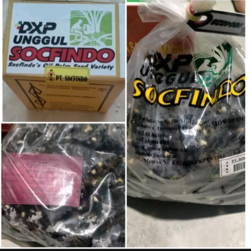 bibit benih sawit scofindo