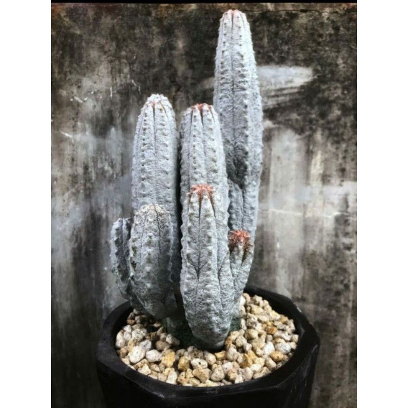 Kaktus Euphorbia Abdelkuri / Cactus rare unik langka