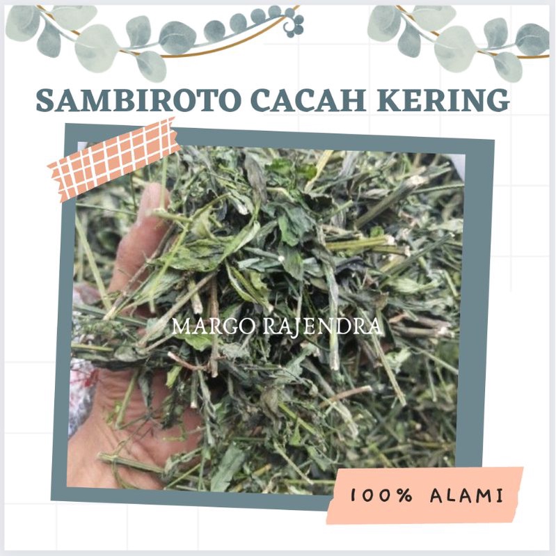 

Sambiroto Cacah Kering 500gr Sambiloto Herbal Murah