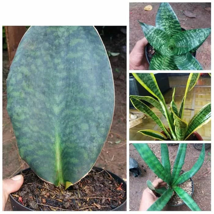 tanaman 4 paket sansivera - paketan sansivera - lidah mertua