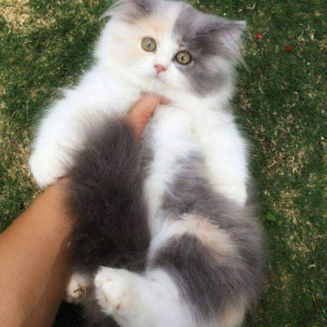 [bayar Di Tempat]promo Rak Persegi Panjang Original/rak Serbaguna/rak Dinding Minimalis