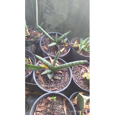 sanseviera boncel sansevieria