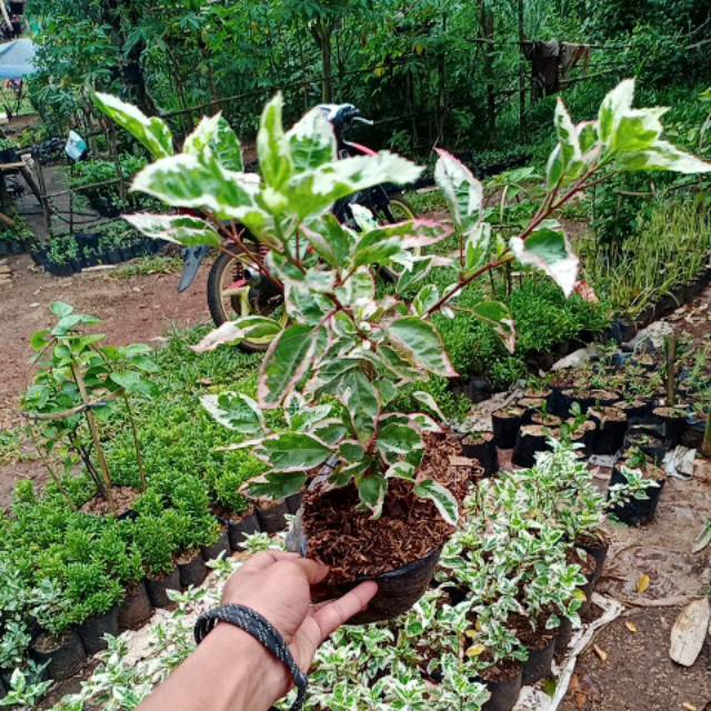 Bibit tanaman bunga sepatu varigata / tanaman kembang sepatu / tanaman bunga sepatu