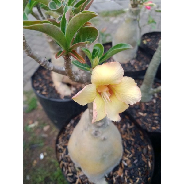 adenium Grafting size b