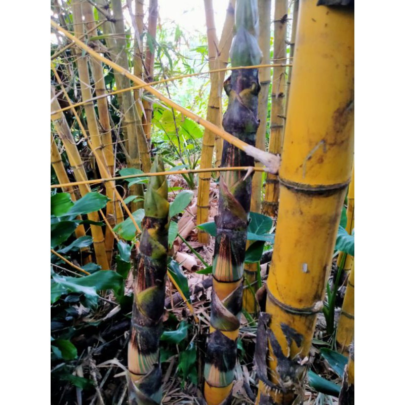 

Rebung bambu kuning asli murah