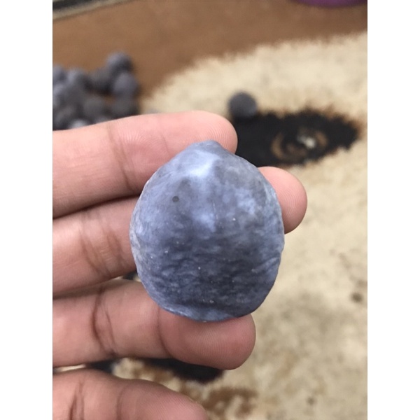 muncang adu Yanti si raja batok tebal